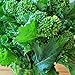 Portal Cool 4000 Seeds: Broccolo inizio autunno Raab Rapini 300-4000 Semi Microgreens Cavolo Giardino nuovo 2024