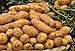 Pinkdose 100pcs Giant & amp; I semi di patate viola anti-rughe Nutrizione verde vegetale per il giardino domestico di semina di piante di patate giardino rare: 8 nuovo 2024