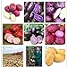 Pinkdose Una borsa 200pcs giganti * piante viola patate Bonsai Nutrizione arcobaleno Piante ortive Per la casa Giardino Piantare piante rare Semente: Multi-Colored nuovo 2024