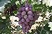 Pinkdose Semi d'uva, Arcobaleno anziani Cortile piante, semi delizioso frutto, 100 particelle/bag: 3 nuovo 2024