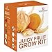 Juicy FRUTTA SEME Kit per far crescere SCATOLA REGALO DA Thompson & Morgan - 5 Fresh flavoursome FRUTTA to Grow ;Fragola,melone ,Rabarbaro ,Physalis & Pomodoro SEMI nuovo 2024
