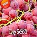 SEMI PLAT firm-Nuovo arrivo! 100 pc/pacchetto rosso dolce semi d'uva avanzata Frutta Seme naturale crescita uva Delicious giardinaggio piante da frutto, 66HFVK nuovo 2024