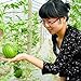 SEMI PLAT firm-20pcs mini semi di anguria verdura frutta e semi di anguria skgs balcone commestibile bonsai nuovo 2024