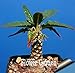 Pinkdose Grande promozione Celestial Being Bonsai - Cactus - Anti-Radiazioni pianta in Vaso Giardino di Famiglia 100 pc/Pacchetto, 3YC7UH nuovo 2024