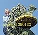 20 pezzi giganti di semi di girasole gigante grandi semi di fiori di girasole Black Russian semi di girasole per il giardino di casa nuovo 2024