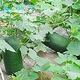 foto SEMI PLAT firm-20pcs Super Big melone d'inverno Semi Porcellana Alta Yieldgourd gigante inverno melone Vegetable Seed Giardino delle piante, miglior prezzo EUR 12,99, bestseller 2024