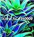 Pinkdose Vendita Calda!Â 100 Pz Colore Raro Pianta Aloe Bonsai Pianta Cactus Succulenta Piante Erbe Piante in Vaso Mini Giardino e Balcone Piante: 8 nuovo 2024