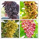 foto Shoopy Star 1: 50 pz/borsa Raro semi d'uva a dita Frutta avanzata Crescita naturale uva Delicious, miglior prezzo , bestseller 2024