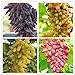 Shoopy Star 9: 50 pezzi/sacchetto Raro semi d'uva a dita Frutta avanzata Crescita naturale uva Deliziosa nuovo 2024