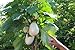 Portal Cool 50 Semi Solanum torvum (Albero di melanzane \ pomodoro) nuovo 2024