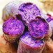 Visa Store Porpora: Davitu 20Pcs / Bag Semi di patate dolci Cibo fresco Vegetali da giardino Piante da giardino Rosso semi di patate viola - (Colore: Viola) nuovo 2024