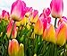 Semi 200pc olandese Cavolo tulipano. Aroma Tulip Plant (non è tulipano lampadine-lampadine trasporto deperibili) Advanced Seeds Bonsai Fiore nuovo 2024