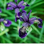 foto Fiore - Iris chrysographes Nero Oro - 50 Semi - Confezione Grande, miglior prezzo EUR 8,39, bestseller 2024