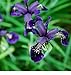 Fiore - Iris chrysographes Nero Oro - 50 Semi - Confezione Grande nuovo 2024