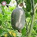 10PCS Mini melone d'inverno (Benincasa hispida) sementi biologiche vegetali commestibili inverno semi del melone a casa palestra di roccia Piante nuovo 2024