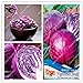 Pinkdose Originale Viola cavolo Sementi di verdure Brassica oleracea Piante Semi pacchetto-vero per il giardino domestico nuovo 2024