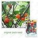 30 semi / pacchetto, Arcobaleno melanzane, semi di balcone Bonsai ornamentali di frutta Melanzane di colore nuovo 2024