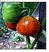 Pinkdose 50 Piante di melanzane Pomodoro raccoglierla Quando la Frutta Ã¨ trasformandosi da Verde a casa con Crema Orto Piante + Regalo di mistero: Borgogna nuovo 2024