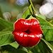 SemiRosa 10/20/30/50 PZ Semi di Fiori Labbra Rossa Profumata da Piantare Perenni Psychotria Elata Hot Lips Plant Pianta con Labbra da baciare da Balcone Pentola Sospesa nuovo 2024