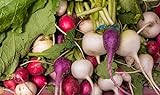 foto Home Garden - Miscela di varieta di ravanelli - per coltivazioni indoor e balconate - semi, miglior prezzo EUR 2,96, bestseller 2024