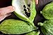 Caigua 10 Semi (pronunciato Kai-wa) Ediblefruit, semi, e Leaves.very cetriolo Rare nuovo 2024