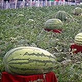 foto Visa Store Davitu 30Pcs Semi di anguria gigante Re nero di tiranno Super Sweet Watermelon Seeds Garden Fruit, miglior prezzo , bestseller 2024