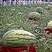 Visa Store Davitu 30Pcs Semi di anguria gigante Re nero di tiranno Super Sweet Watermelon Seeds Garden Fruit nuovo 2024