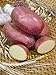 Pinkdose semi bonsai patata rossa di patate pelle 200 Empress Semi di ortaggi provenienti dalla Cina NO-OGM per la casa orto nuovo 2024