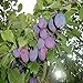 Pinkdose 2018 nuovi semi 100PCS organici semi di albero Melanzana Solanum Giardino ornamentale Fiore melanzane: 4 nuovo 2024