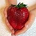 Semi sellify Egrow 100Pcs gigante rosso fragola Heirloom Super Seeds Giappone Strawberry Garden nuovo 2024