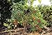Portal Cool 150 semi Solanum torvum O Albero di spedizione libero della melanzana nuovo 2024