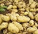 Pinkdose 100pcs Giant & amp; I semi di patate viola anti-rughe Nutrizione verde vegetale per il giardino domestico di semina di piante di patate giardino Rare: 5 nuovo 2024