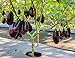 Pinkdose 100pcs / pack. Purple melanzane Semi Semi di ortaggi tutto rara pianta bonsai colore melanzana per i rifornimenti di giardino domestiche di trasporto libero: 7 nuovo 2024
