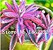Pinkdose 100 Pz Rare Bromeliad Vegetable Seeds e Frutta Giardino Piante succulente Mini Cactus Pots Crescita Naturale per la casa della pianta di Giardino: 2 nuovo 2024