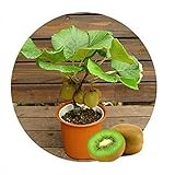 foto Kiwi semi della frutta, piante in vaso, MIN albero nutrizione è ricca, bella, bonsai, seme di verdure melone - 10 pc / lotto, miglior prezzo EUR 1,29, bestseller 2024