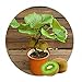 Kiwi semi della frutta, piante in vaso, MIN albero nutrizione è ricca, bella, bonsai, seme di verdure melone - 10 pc / lotto nuovo 2024