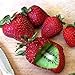 Kisshes Giardino - Raro innesto di semi di kiwi fragola Semi di frutta biologica dolce per la tua casa o balcone bello e multicolore nuovo 2024