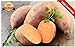 Portal Cool 20Pcs Patata Dolce Semi Piante da frutto di Verdure Batata Organic Bonsai Garden DIY nuovo 2024