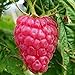 Lampone “Versailles” Rosso Rifiorente SENZA SPINE (Rubus idaeus) [Vaso 1,5 Litri] nuovo 2024