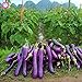 Pinkdose 100pcs / pack. Purple melanzane Semi Semi di ortaggi tutto rara pianta bonsai colore melanzana per i rifornimenti di giardino domestiche di trasporto libero: 9 nuovo 2024