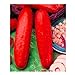 10pcs / lot Red cetriolo semi deliziose verdure delle piante da frutto BonsaïPianta nuovo 2024