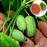 foto Rosepoem Mini 10pcs Semi di anguria Semi di piante ornamentali Semi di frutta, miglior prezzo EUR 8,99, bestseller 2024