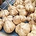 Pinkdose 6 pc/sacchetto di patate dolci Jicama/Yam Bean Giardino Frutta E Verdura Bonsai Pot di trasporto rapida crescita delle piante Cortile nuovo 2024