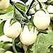 Semi di uova d'uovo di melanzane - Solanum melongena nuovo 2024