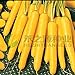 AGROBITS 100 semi/pack di semi di carota gialla semi di ravanello verdure nuovo 2024