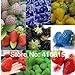 12 tipi di semi di fragola diversi (verde, bianco, nero, rosso, blu, Giant, MINI, bonsai, normale Rosso, Pineberry fragola) nuovo 2024