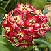 WuWxiuzhzhuo 300PCS colore misto Hoya Seeds Garden Supplies decorazione in vaso semi di fiori 1 nuovo 2024