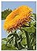 TROPICA - Girasole Orange Sun F1 (Helianthus annuus) - 60 Semi- Girasoli nuovo 2024