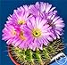 Pinkdose Grande promozione! Semillas de Flores 100 pc/Lotto Succulente Pietra Grezza Cactus Bonsai Gambi Tetragonia Fiori in Vaso carnoso, IKAO3W nuovo 2024