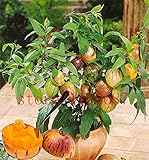 foto 100 mini semi di melone dolce melone albero non GMO-biologica di frutta e semi di ortaggi per il giardino di casa fai da te, miglior prezzo EUR 3,49, bestseller 2024
